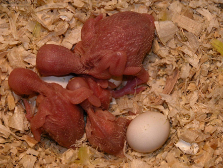 newborn baby parakeets